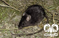 گونه موش سیاه Roof Rat